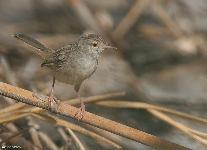   Prinia gracilis Graceful Prinia                                     ,  2009.: 